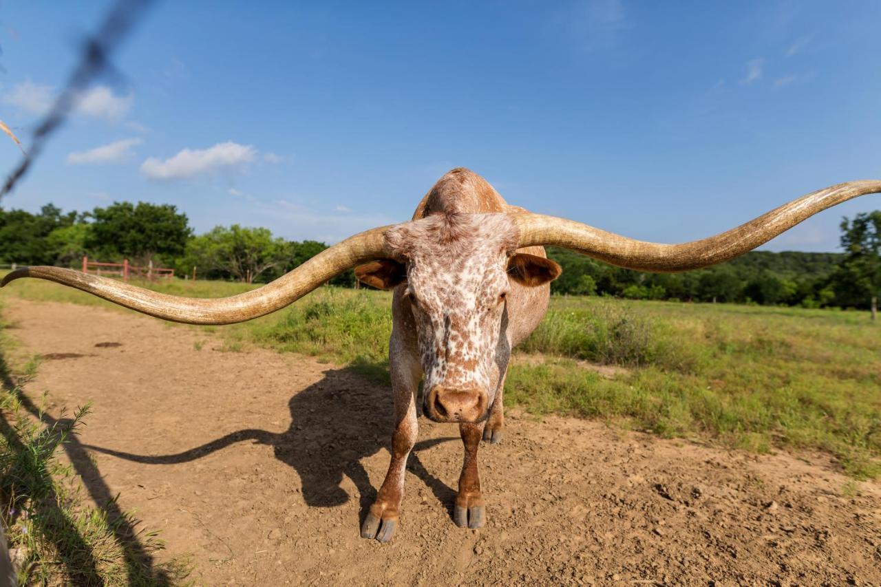 Wildcatter Ranch And Resort Graham Dış mekan fotoğraf